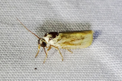 Acontiini