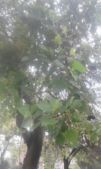 Ulmus ismaelis