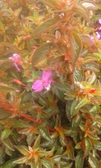 Chrysanthellum indicum