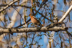 Fringilla coelebs