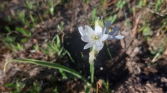 Ornithogalum concinnum