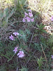 Geranium linearilobum