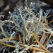 Sphaerophorus venerabilis - Photo (c) Ken Kellman, algunos derechos reservados (CC BY-NC), subido por Ken Kellman