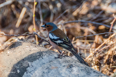 Fringilla coelebs