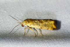 Acontiini