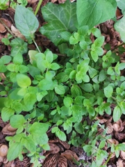 Origanum majorana
