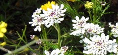 Iberis pectinata