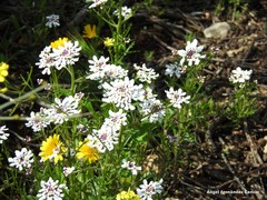 Iberis pectinata