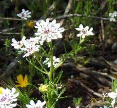 Iberis pectinata