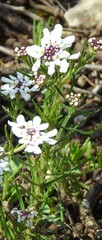 Iberis pectinata