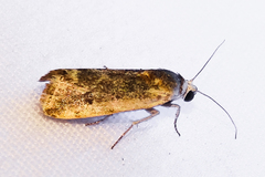 Acontiini