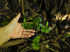 Tabernaemontana ventricosa