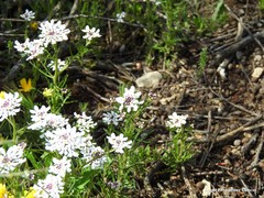 Iberis pectinata
