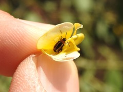 Disonycha argentinensis