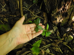 Brachylaena discolor