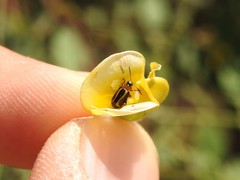 Disonycha argentinensis