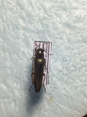Enchodes sericea