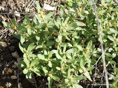Helianthemum squamatum