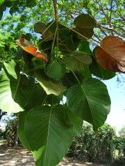 Hura polyandra