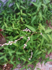 Persicaria odorata