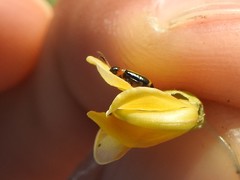 Disonycha argentinensis