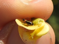 Disonycha argentinensis