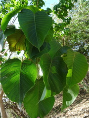 Hura polyandra