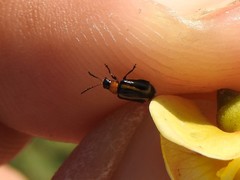 Disonycha argentinensis