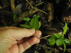 Brachylaena discolor