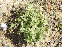 Helianthemum squamatum