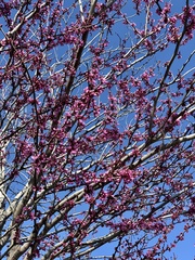 Cercis siliquastrum