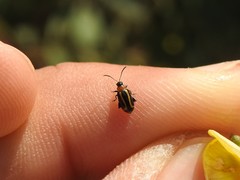 Disonycha argentinensis