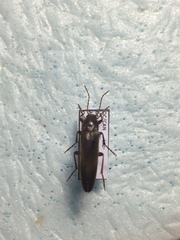 Enchodes sericea