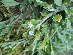 Bothriospermum chinense