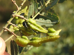 Rhyssomatus marginatus