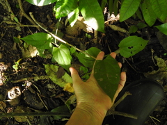 Podranea