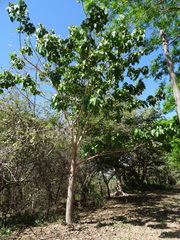 Hura polyandra
