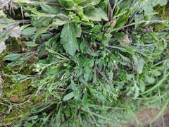 Bothriospermum chinense