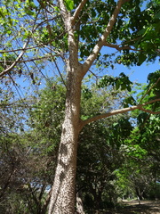 Hura polyandra