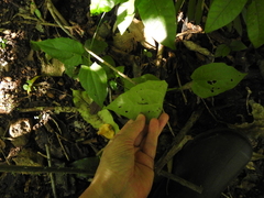 Podranea