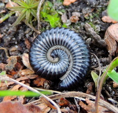Rossiulus kessleri