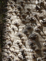 Hura polyandra