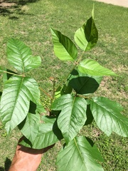 Toxicodendron radicans