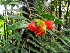 Columnea antennifera