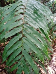 Phanerophlebia