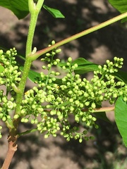 Toxicodendron radicans