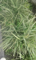 Chlorophytum capense