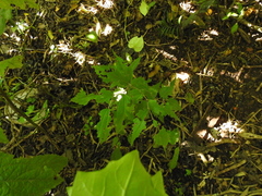Podranea