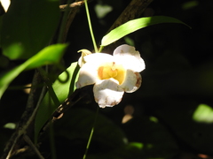 Podranea