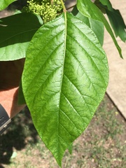 Toxicodendron radicans